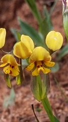 Diuris palustris