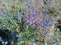 Penstemon heterophyllus