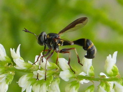Physocephala marginata