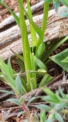 Diuris palustris