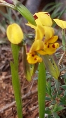 Diuris palustris