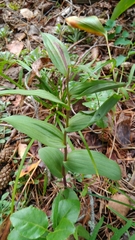 Epipactis helleborine