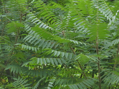 Rhus typhina