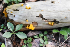 Dacrymycetaceae