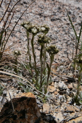 Antennaria pulchella