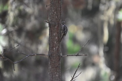 Certhia americana