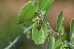 Dactylotum bicolor