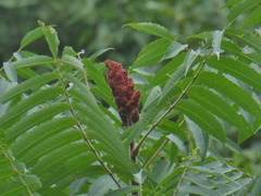 Rhus typhina