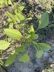 Amaranthus palmeri