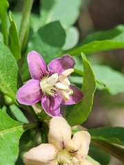 Lycium barbarum