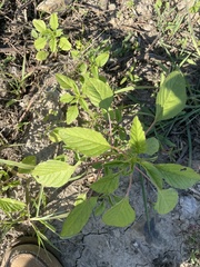Amaranthus palmeri