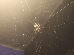 Larinioides sclopetarius