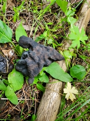 Helvella vespertina