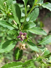 Lycium barbarum
