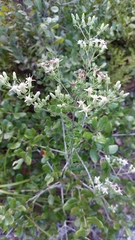 Sericocarpus tortifolius