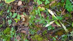 Carlina biebersteinii
