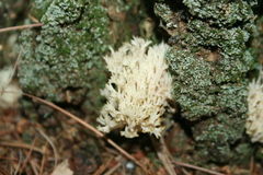 Clavulina coralloides