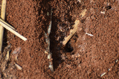 Monomorium