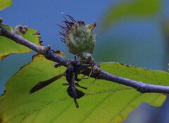 Polistes fuscatus