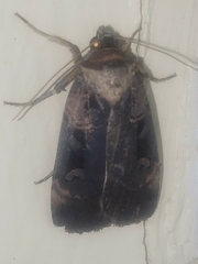 Pseudohermonassa bicarnea