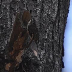 Certhia americana