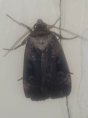 Pseudohermonassa bicarnea