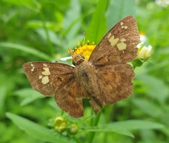 Pseudocoladenia dan