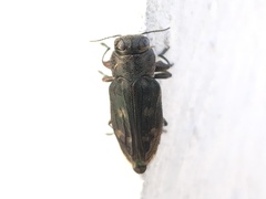 Chrysobothris viridiceps