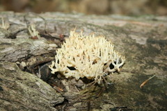 Artomyces pyxidatus