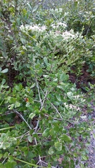 Sericocarpus tortifolius