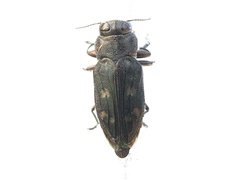 Chrysobothris viridiceps
