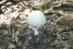 Phalloideae