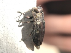 Chrysobothris viridiceps