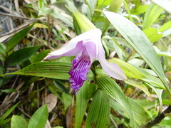 Sobralia