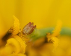 Chlorochlamys chloroleucaria