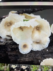 Lentinus