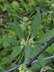 Euphorbia davidii