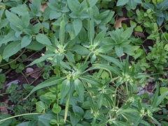Euphorbia davidii