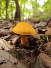 Aureoboletus auriflammeus