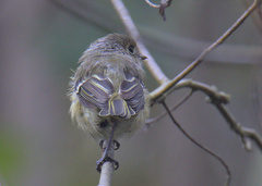 Vireo huttoni