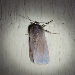 Phragmatobia fuliginosa