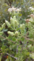 Sericocarpus tortifolius