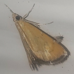 Xanthophysa psychicalis