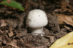 Phalloideae