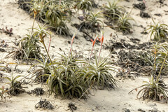 Tillandsia latifolia