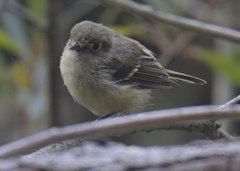 Vireo huttoni