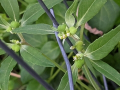 Euphorbia davidii