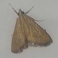 Xanthophysa psychicalis