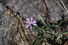 Stephanomeria lactucina