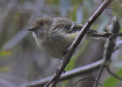 Vireo huttoni